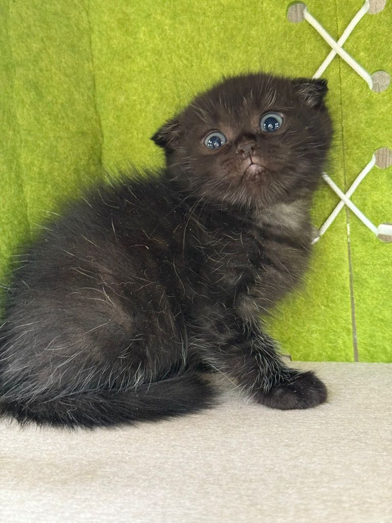 Macho Scottish fold
