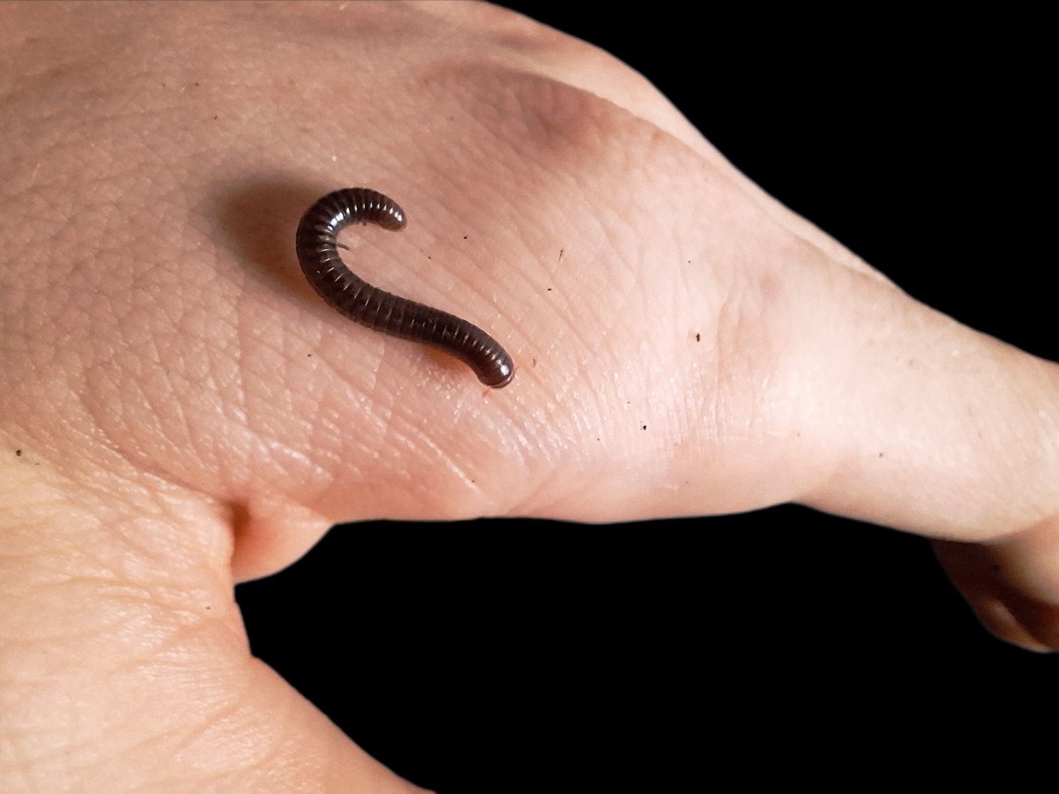 Wij Spirobolus caudulanus