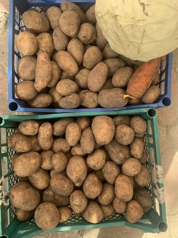 Продам картофель 15 грн/кг