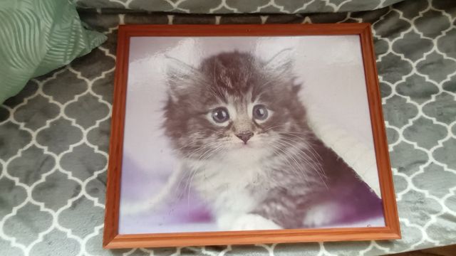 Obraz w ramce kot