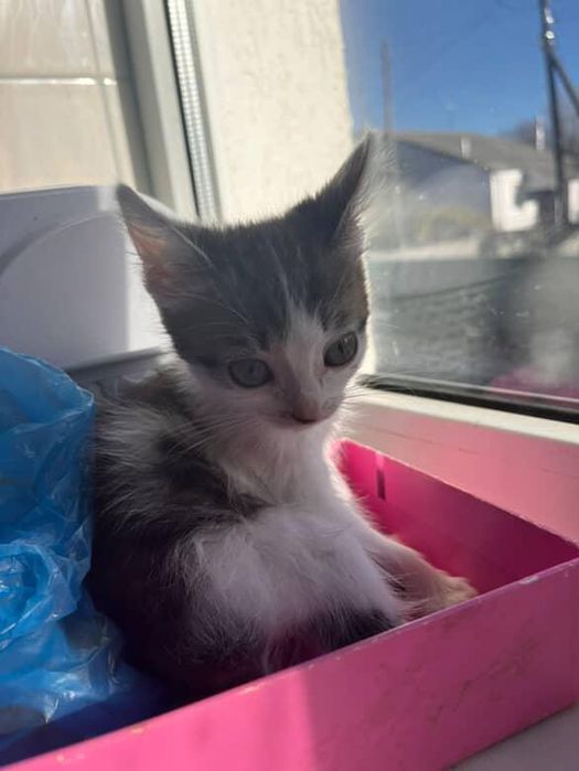 Шукаємо добрі ручки !