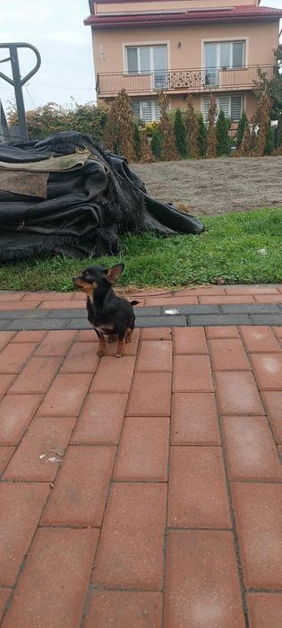 Pinczer ratlerek Piesek