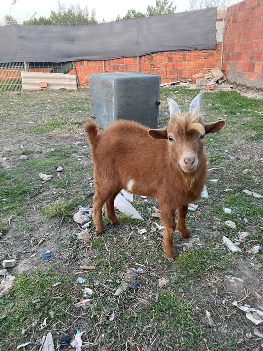 Cabras Anãs para Venda
