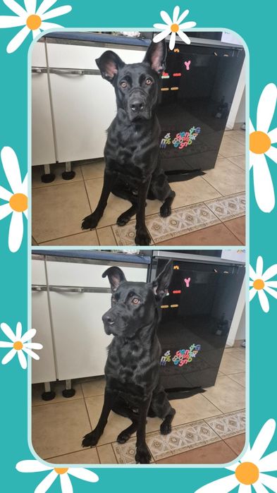 Oddam czarnego mieszańca owczarek niemiecki z cane corso