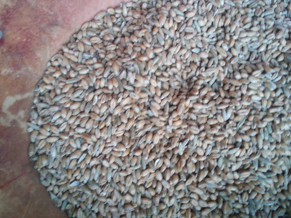 Sprzedam Pszenżyto i Pszenice