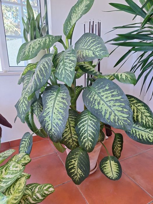 Plantas interior