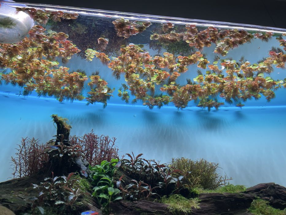 Plantas flutuantes Phyllanthus Fluitans