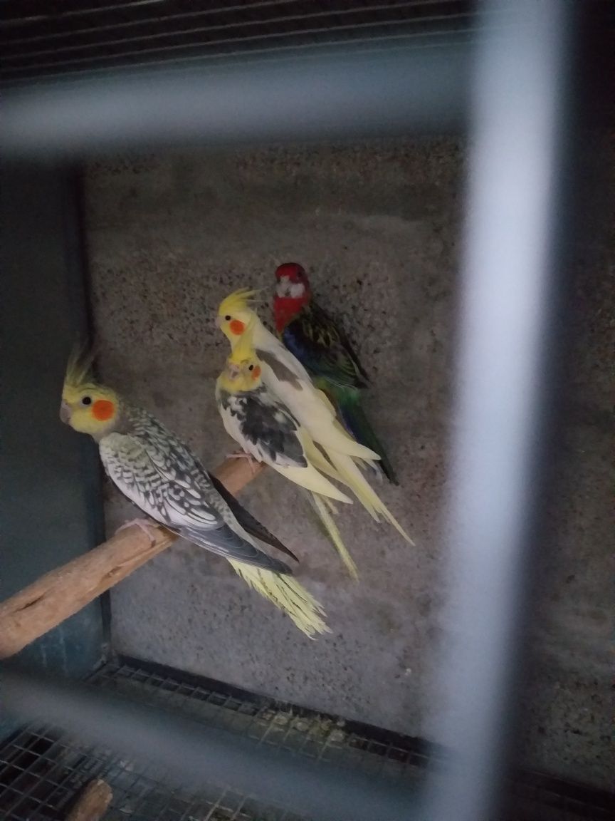 Periquitos agaponis Fischer e caturras