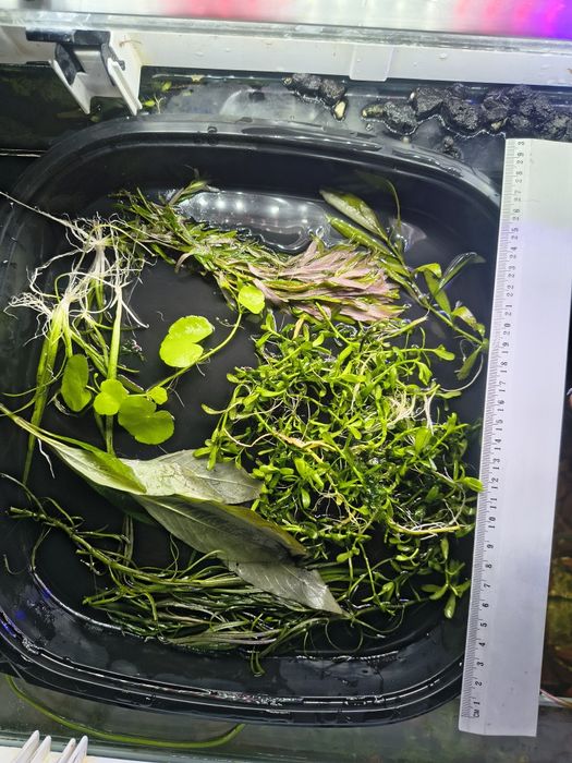 Rośliny akwariowe mix.