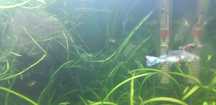 Vendo guppys cruzados de blue grass