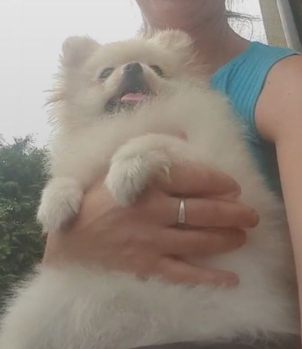 Szpic miniaturowy pomeranian zkwp FCI suczka kremowa