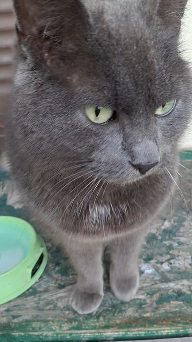 9 października zaginął 8 letni kot Florek,w typie niebieskiego rosyjsk