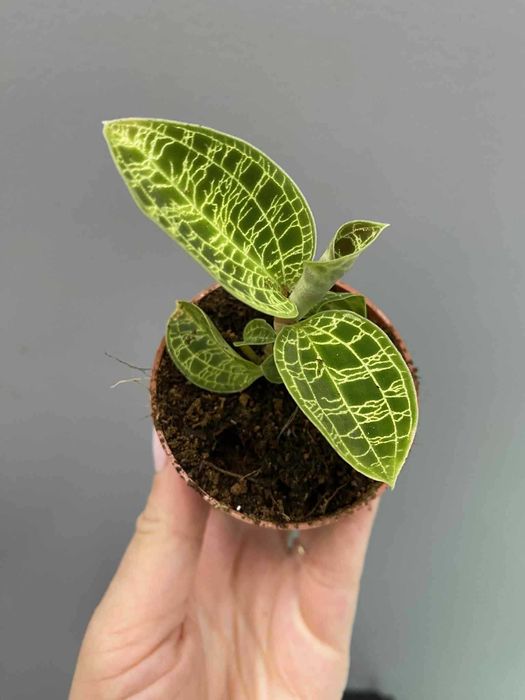 Jewel Orchid Macodes Petola - Stroczyk jubilerski