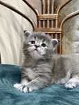 Briana kociak rasy Maine Coon