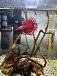 Peixe Betta crown tail vermelho
