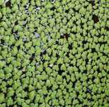 Lemna Minor / Lentilha d’água - Planta de superfície para aquários ou lagos