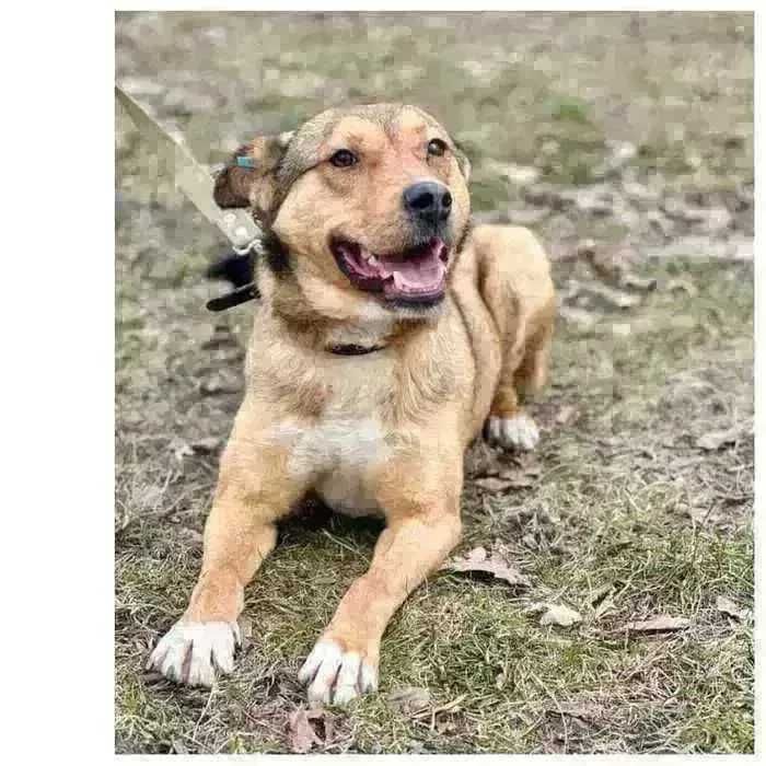 Активный пес Балу ищет дом