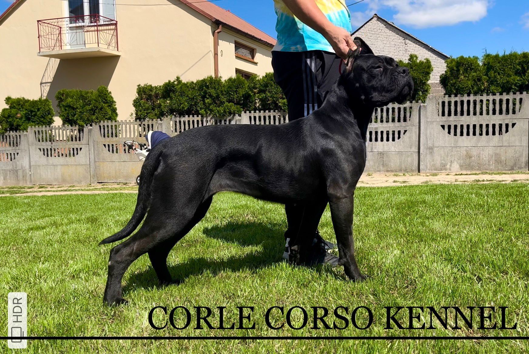 Cane Corso mocny szczeniak