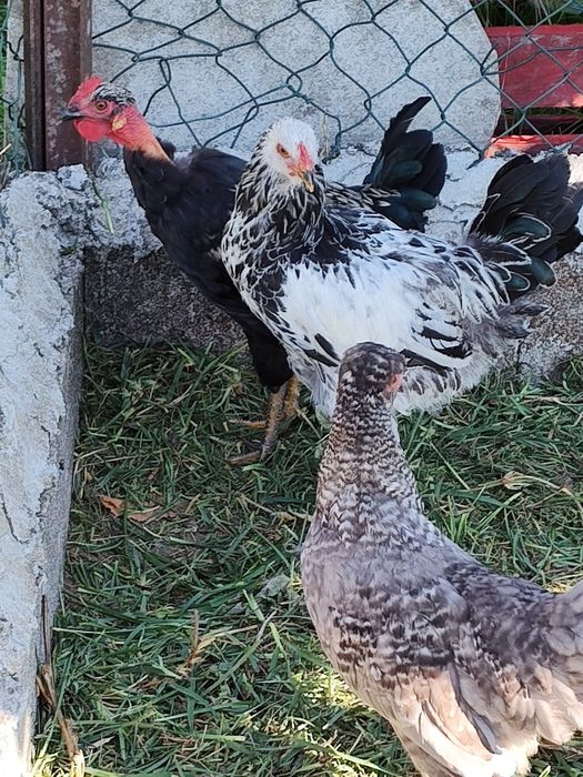 Galinhas novas para desocupar