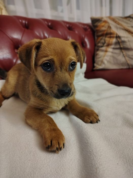 Cudowna ruda 9 tygodniowa Żurawinka szczeniak szuka domu