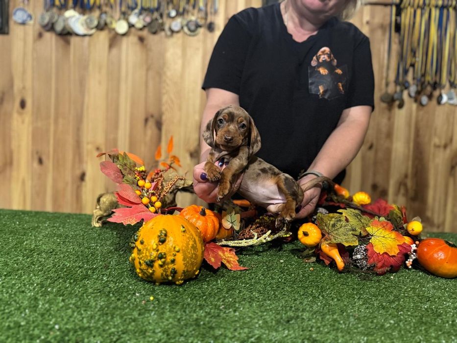 Jamnik króliczy suczka FCI