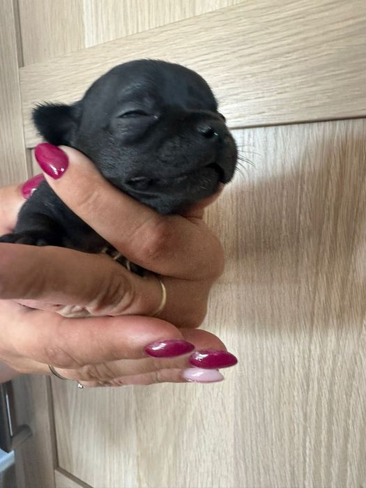 Chihuahua miniatureczka czarna dziewczynka krótkowłosa z rodowodem