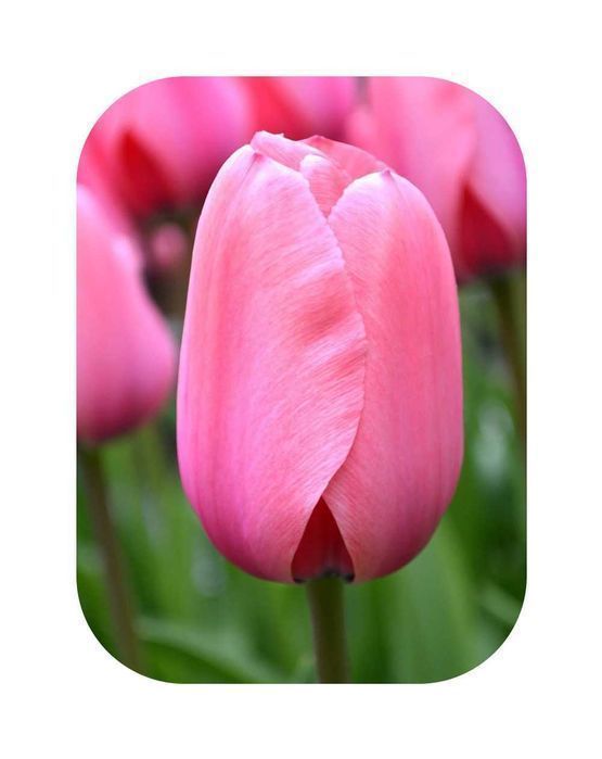 DUŻE Cebulki TULIPANÓW XL Tulipan zestaw mix mieszanka Tulipany KWIATY
