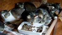 Bezdomne kotki proszą o pomoc :(