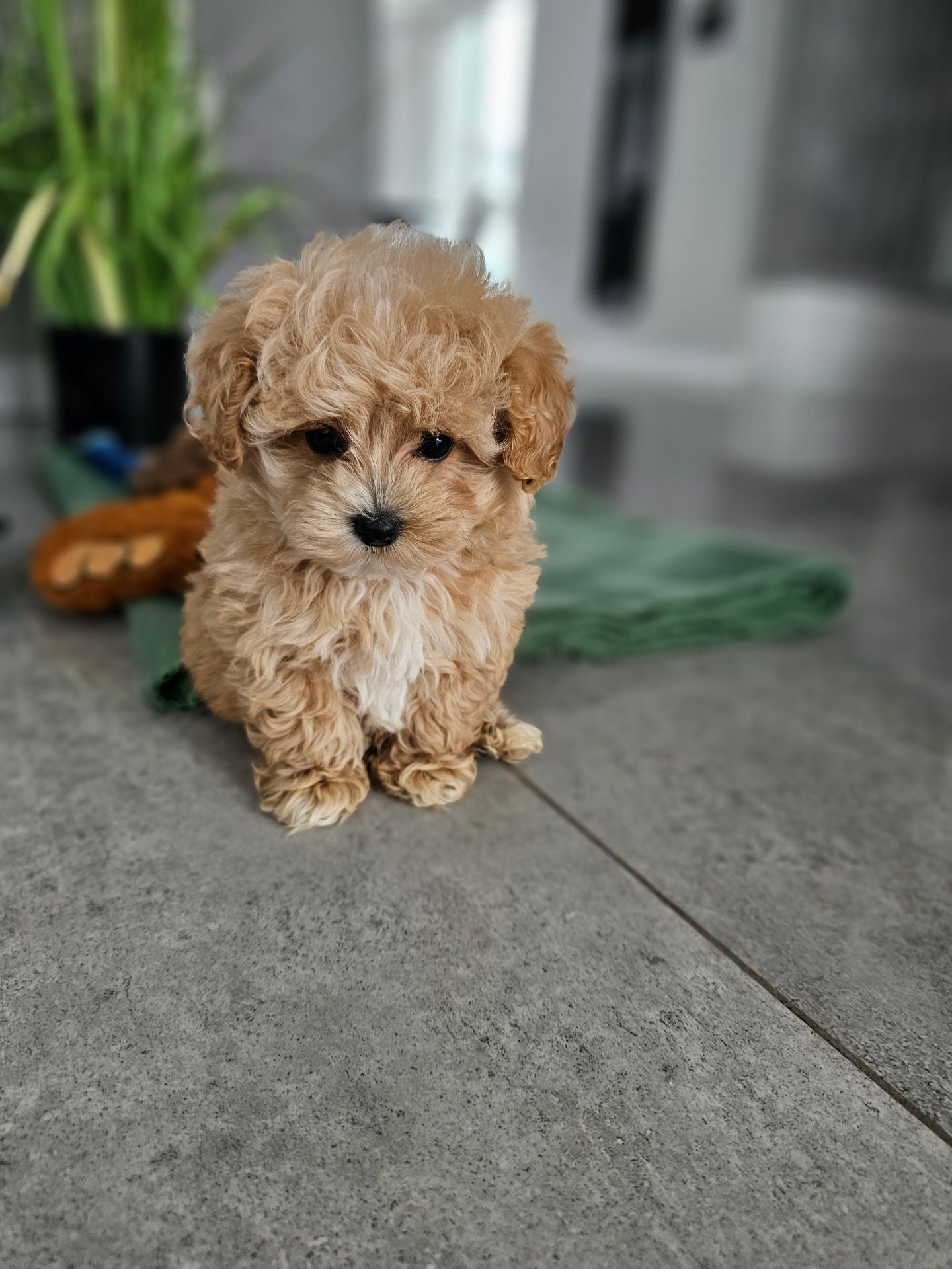 Eksluzywna Laleczka Maltipoo Obejrzyj Fikmik