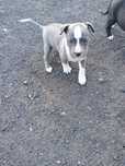 Suczka Amstaff Blekitna