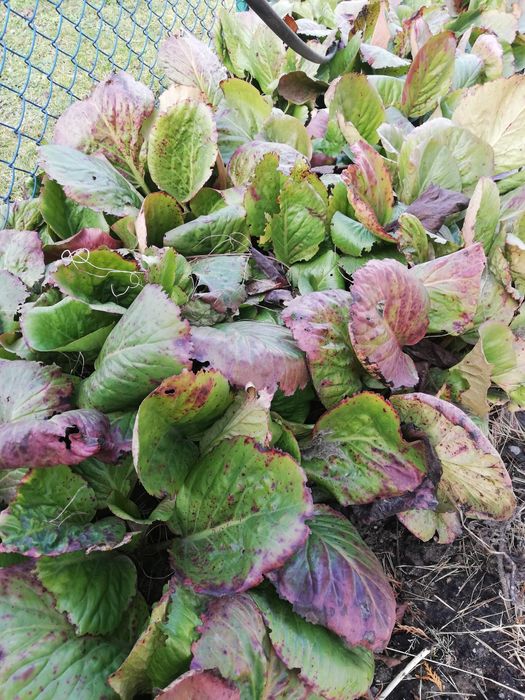 Bergenia sercolistna