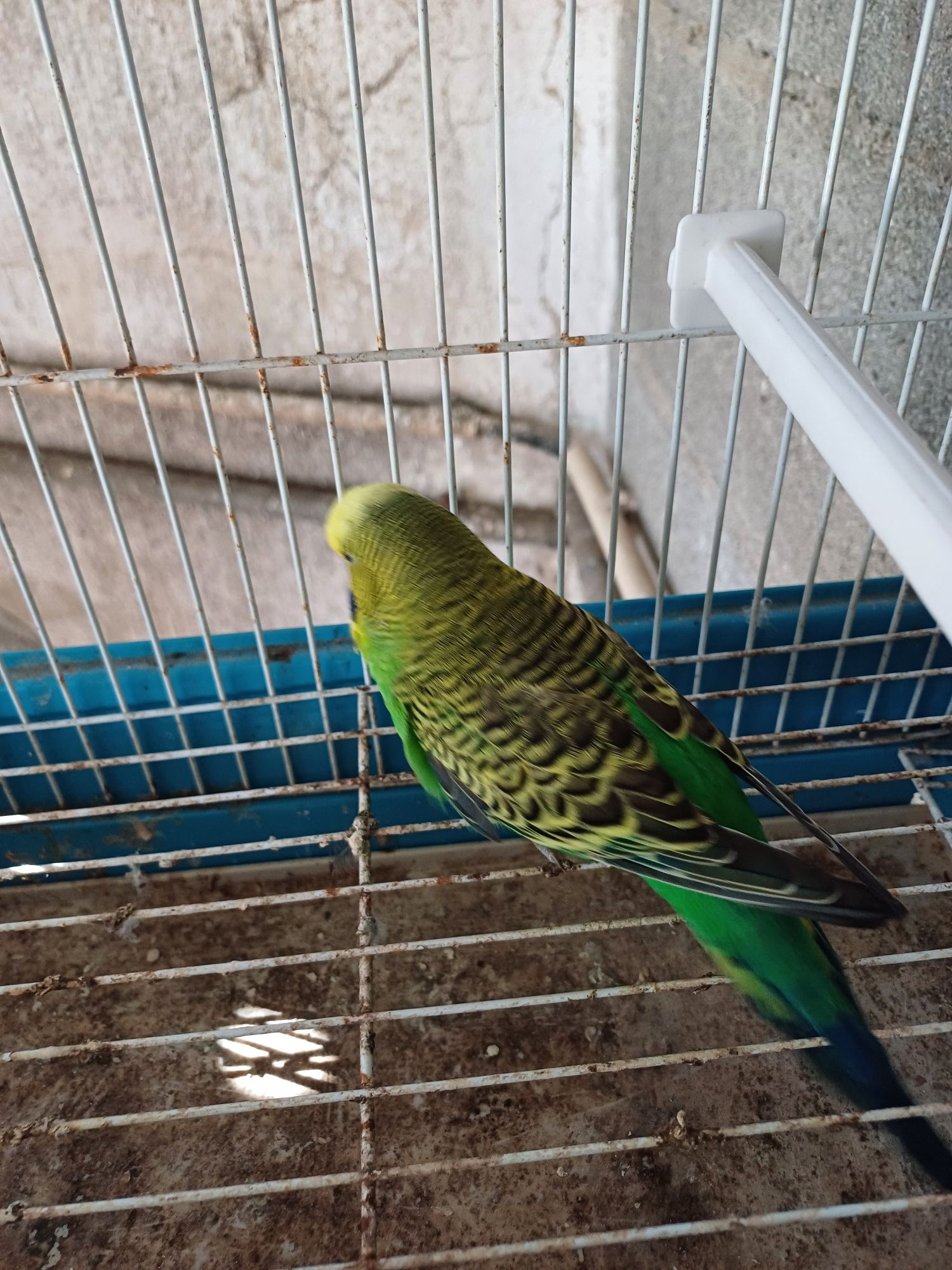 Periquito macho verde