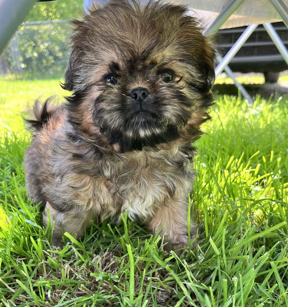 Shih Tzu suczka gotowa do odbioru