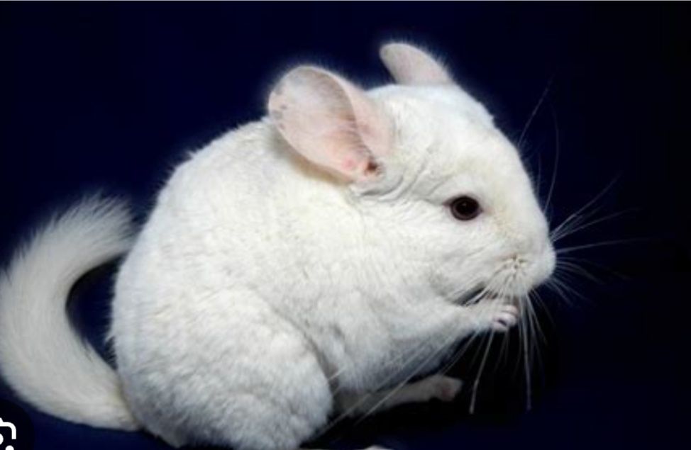 Шиншила шукає сім'ю