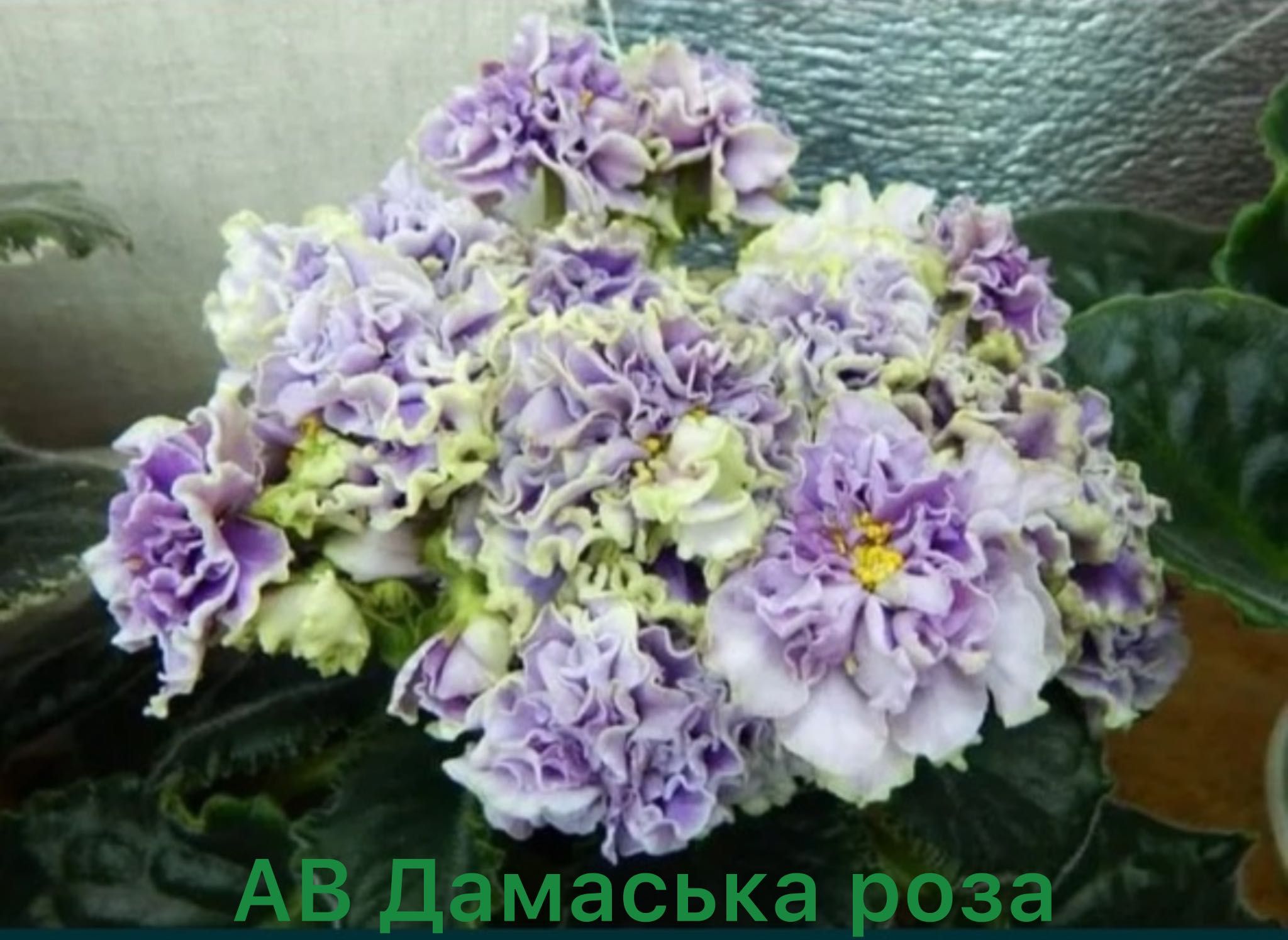 Квіти фіалка листочки