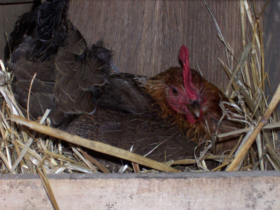 jajka, jaja lęgowe od zielononóżki, zielononóżka, inne rasy