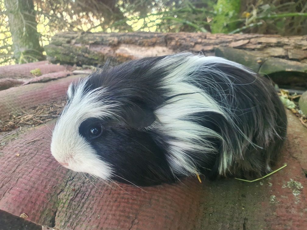 Świnka morska Sheltie 'Skunks' młody do pary