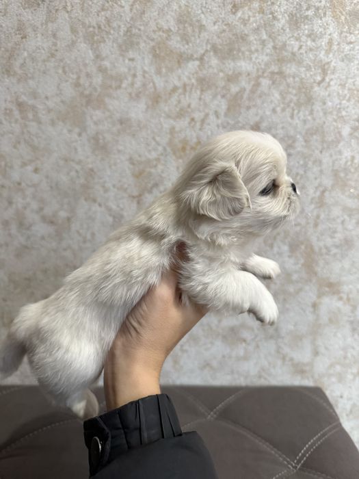 Королівські пекінесики білі