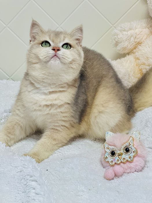 Британська золота шиншилла