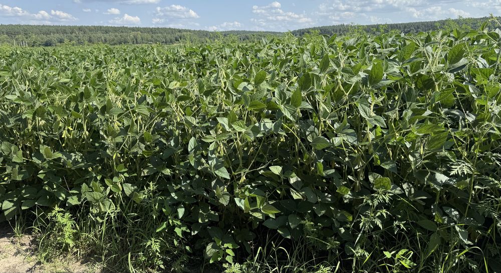 Продаж! Орної землі 30 000ГА, Житомирська обл. Приватна властність