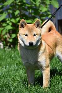 Shiba Inu - Suczka