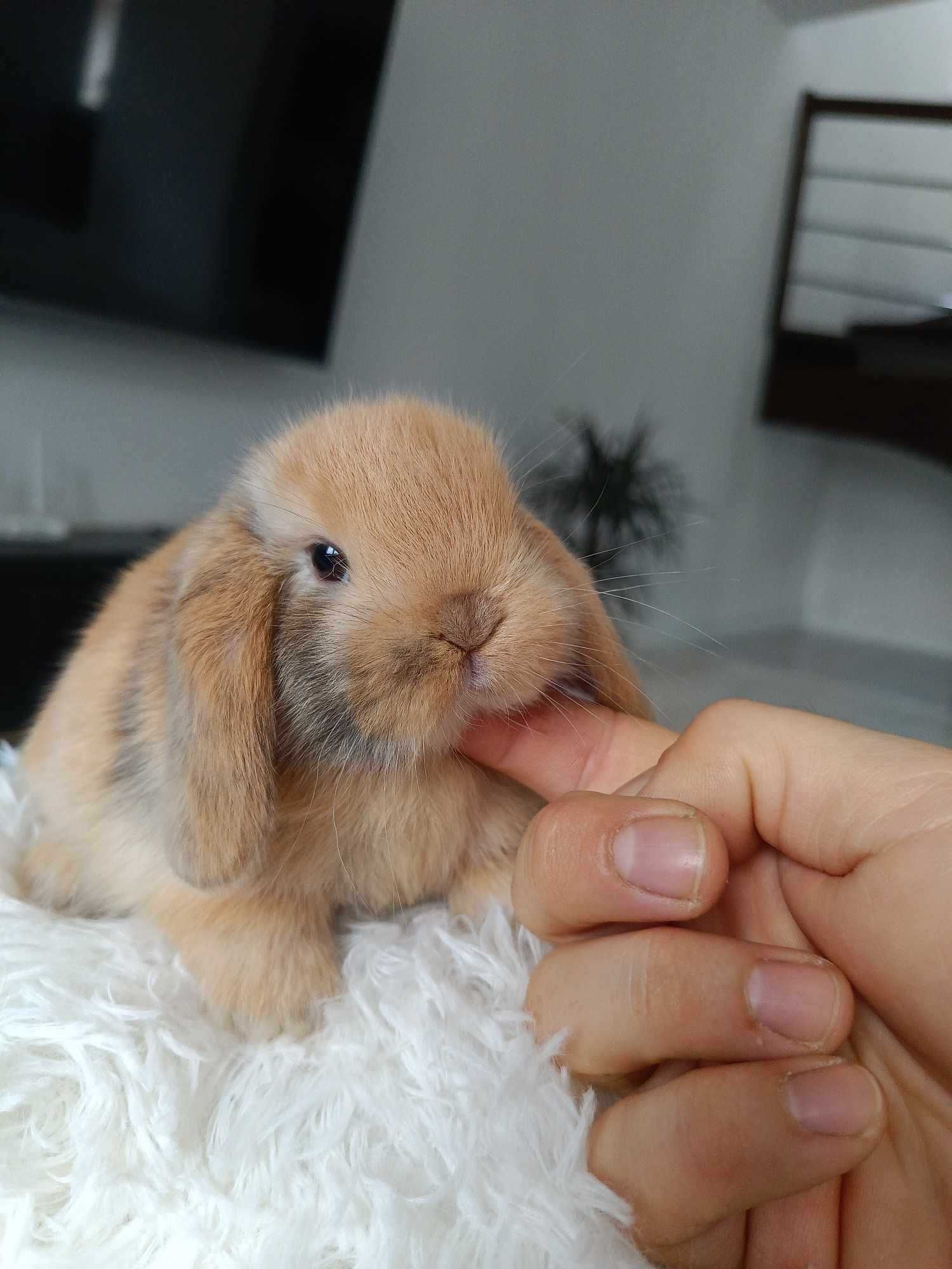 Mini lop karzełek Teddy hodowla zarejestrowana