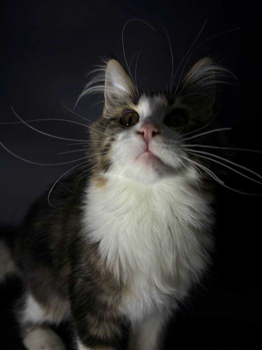 Елітна мейн-кун кішечка паспорт WCF, щеплення, зручна доставка