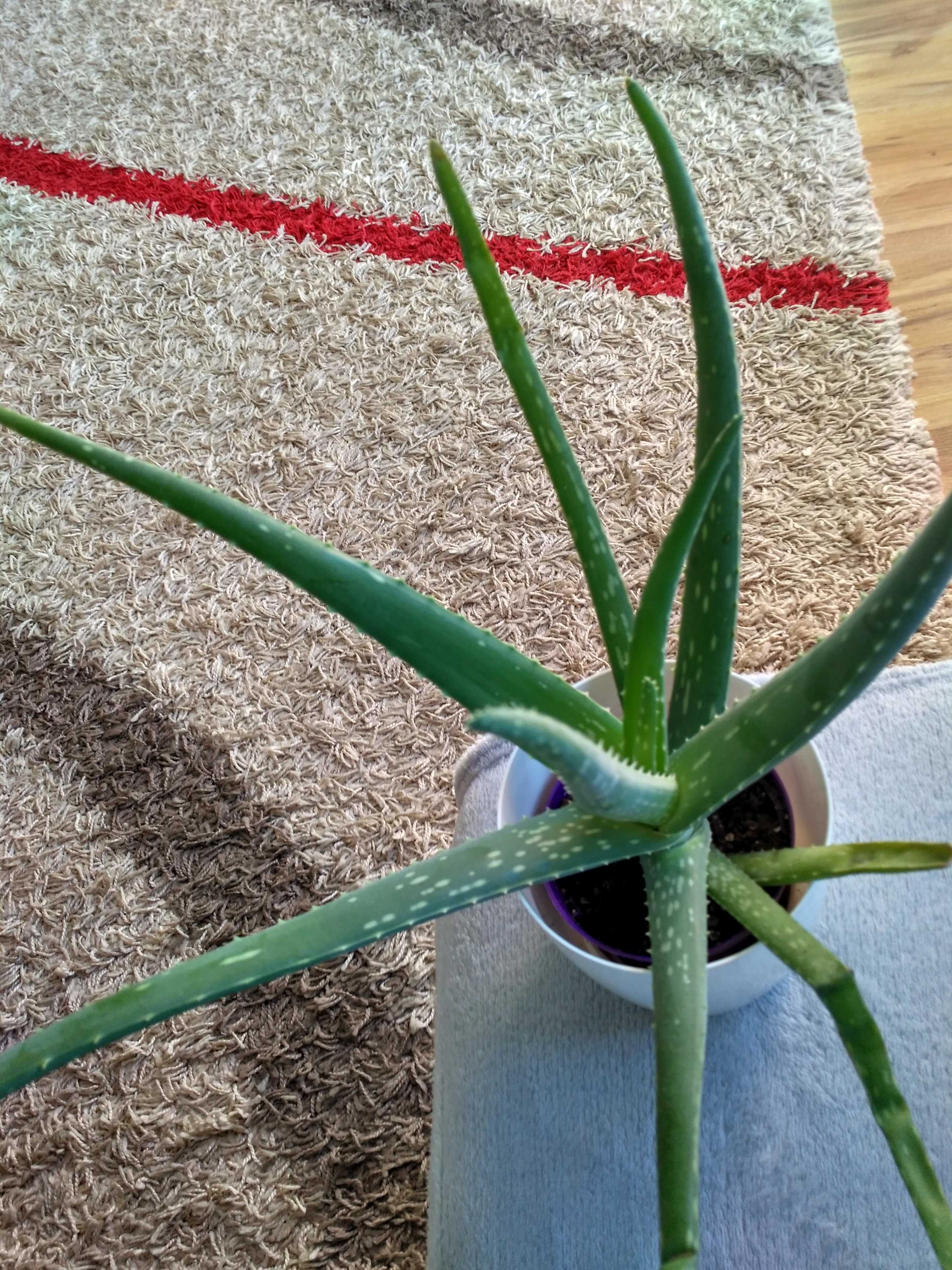 ALOES zwyczajny zdrowy