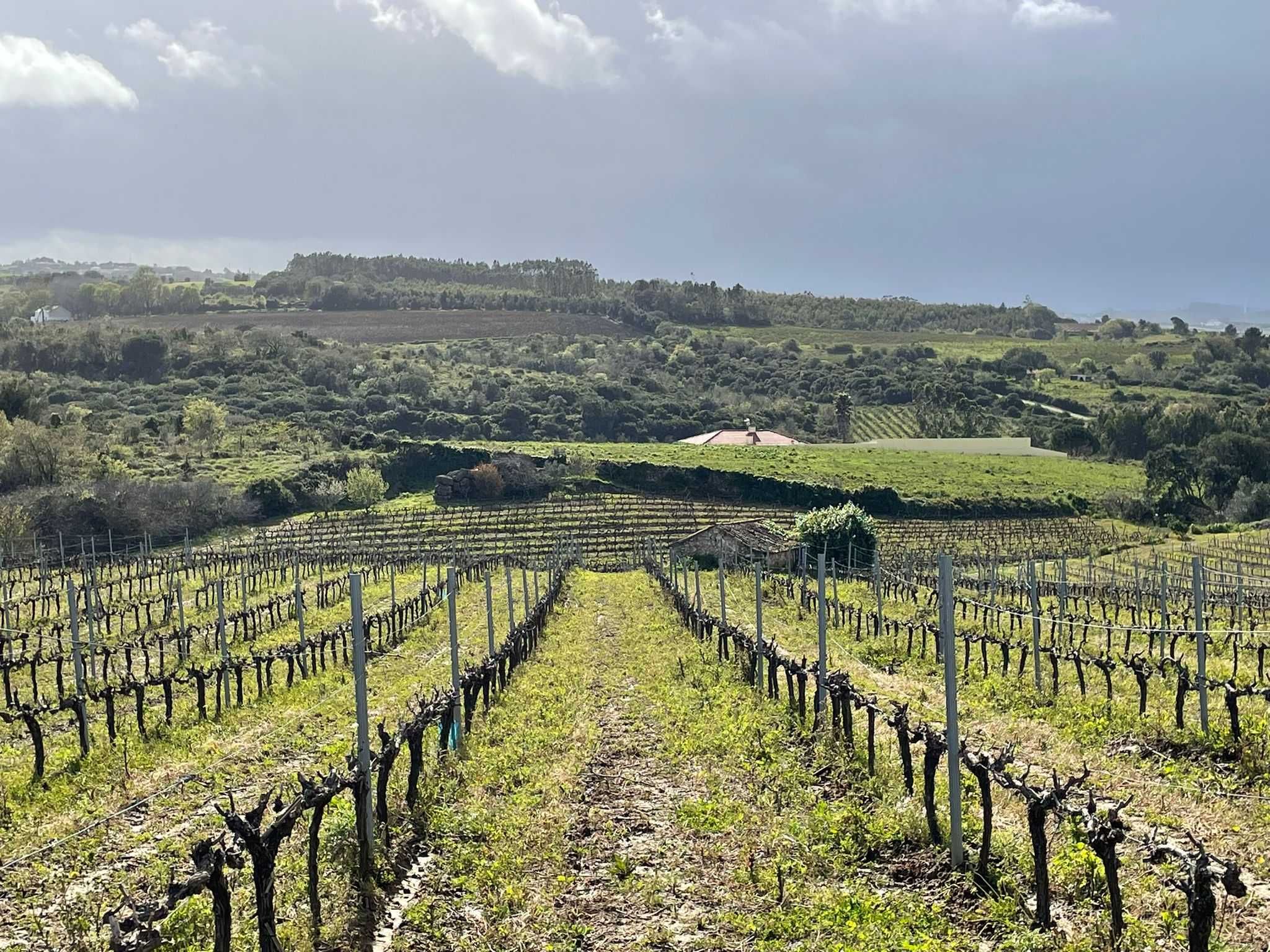 2 hectares vinha com lote moradia para quintas ou enoturismo