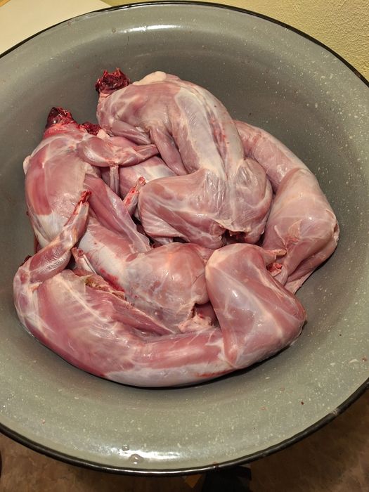 Tuszki Królika Króliki ekologiczne