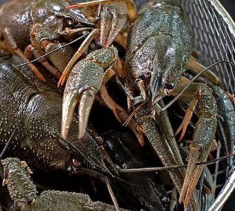 Продам живі раки