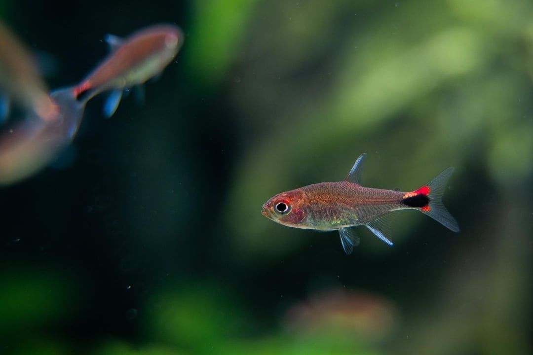 Dou 6 Neon Ruby Tetra
