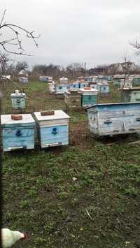 Бджолопакети чотири рамки розплоду 1200гр