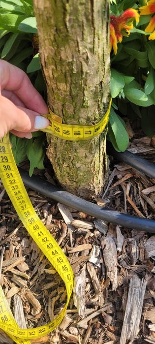 Katalpa nana drzewo catalpa 200 cm